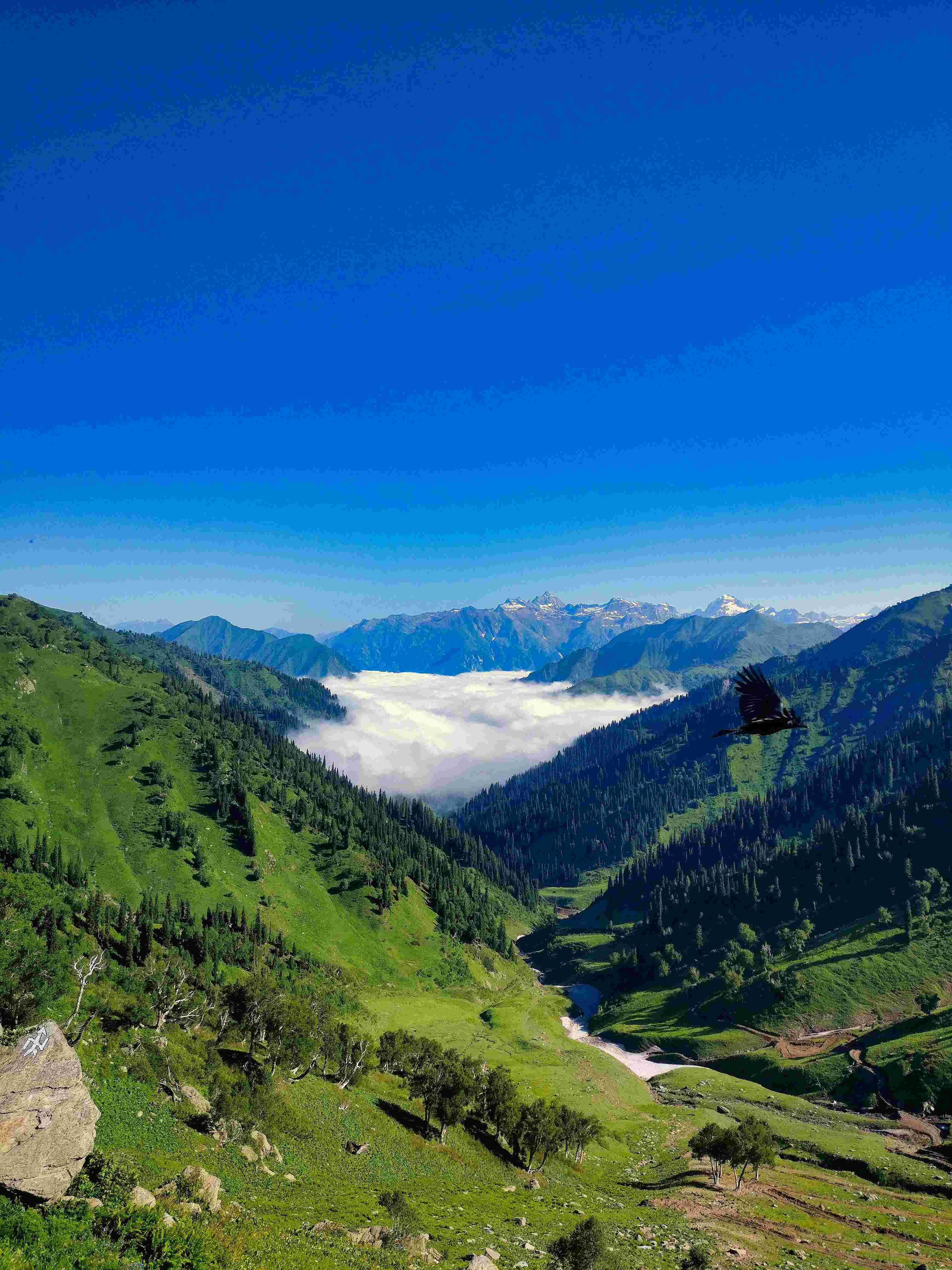 Kashmir